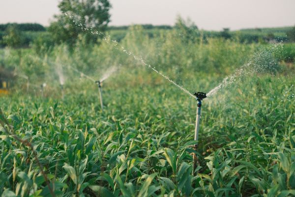 Unlocking Smart Irrigation: A Guide to Managing Your Home Watering System from Your Smartphone